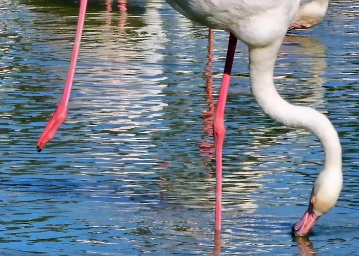 Au Couchant Lejlighed *